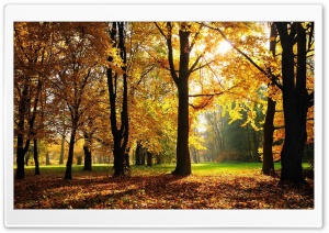 Autumn In The Forest Ultra HD Wallpaper for 4K UHD Widescreen desktop, tablet & smartphone