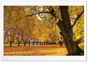 Autumn In The Park Ultra HD Wallpaper for 4K UHD Widescreen desktop, tablet & smartphone