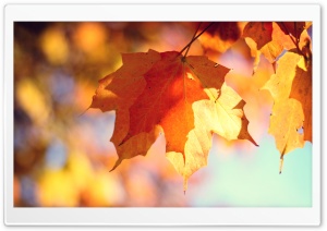 Autumn Is Here Ultra HD Wallpaper for 4K UHD Widescreen desktop, tablet & smartphone