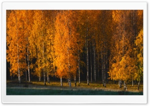 Autumn Landscape with Birch Trees 4K UHD Wallpaper for Widescreen and UltraWide Desktop, UltraHD TV, Smartphone, Tablet