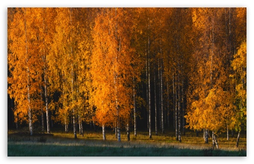 Autumn Landscape with Birch Trees UltraHD Wallpaper for UHD 16:9 ; HD 16:9 ; UltraWide 21:9 24:10 32:9 32:10 ; Widescreen 16:10 5:3 ; Fullscreen 4:3 5:4 3:2 ; Tablet 1:1 ; Mobile 9:16 9:19.5 9:20 9:21 9:22 10:16 2:3 3:5 3:4 ; Dual 16:10 5:3 16:9 4:3 5:4 3:2 ;