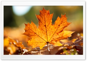 Autumn Leaf Ultra HD Wallpaper for 4K UHD Widescreen desktop, tablet & smartphone