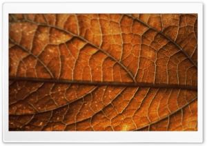 Autumn Leaf Background Ultra HD Wallpaper for 4K UHD Widescreen desktop, tablet & smartphone