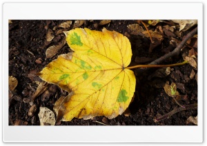 Autumn Leaf Background Ultra HD Wallpaper for 4K UHD Widescreen desktop, tablet & smartphone