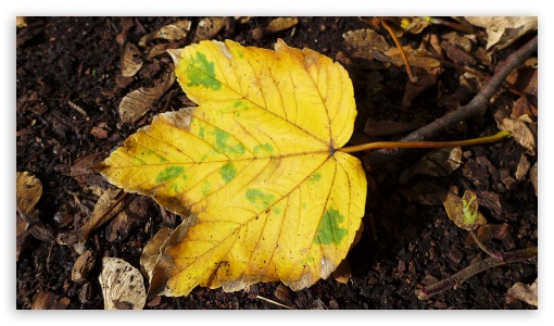 Autumn Leaf Background UltraHD Wallpaper for HD 16:9 ;