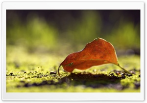 Autumn Leaf Bokeh Ultra HD Wallpaper for 4K UHD Widescreen desktop, tablet & smartphone