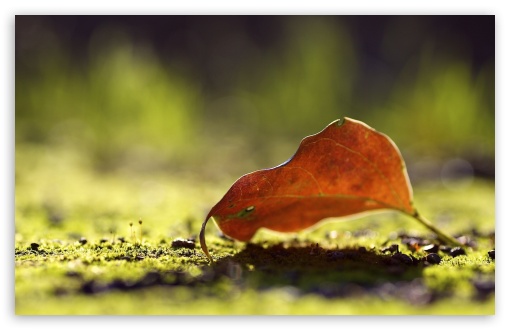 Autumn Leaf Bokeh Ultra HD Desktop Background Wallpaper for 4K UHD TV ...