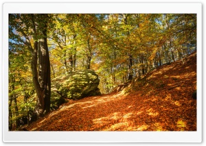 Autumn Leaf Color, Forest Ultra HD Wallpaper for 4K UHD Widescreen desktop, tablet & smartphone