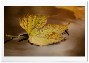 Autumn Leaf Floating on Water Ultra HD Wallpaper for 4K UHD Widescreen desktop, tablet & smartphone