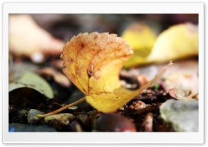 Autumn Leaf Macro Ultra HD Wallpaper for 4K UHD Widescreen desktop, tablet & smartphone