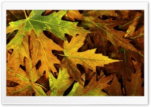Autumn Leafage Ultra HD Wallpaper for 4K UHD Widescreen desktop, tablet & smartphone