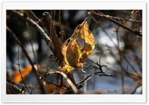 Autumn Leaves Ultra HD Wallpaper for 4K UHD Widescreen desktop, tablet & smartphone