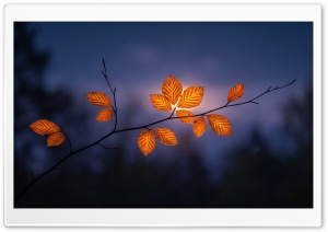 Autumn Leaves Against a Twilight Sky 4K UHD Wallpaper for Widescreen and UltraWide Desktop, UltraHD TV, Smartphone, Tablet