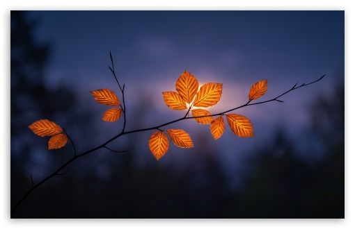 Autumn Leaves Against a Twilight Sky UltraHD Wallpaper for UHD 16:9 ; HD 16:9 ; UltraWide 21:9 24:10 32:9 32:10 ; Widescreen 16:10 ; Tablet 1:1 ; Dual 16:10 16:9 ;