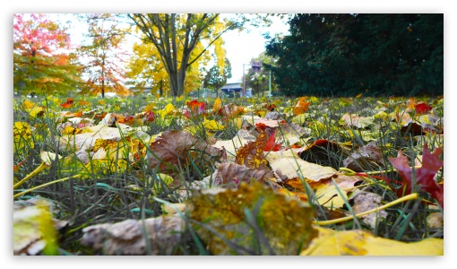 Autumn Leaves Background UltraHD Wallpaper for UHD 16:9 ; HD 16:9 ;