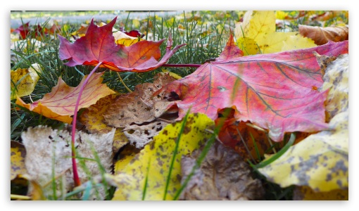 Autumn Leaves Background UltraHD Wallpaper for HD 16:9 ;