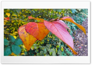 Autumn Leaves Background Ultra HD Wallpaper for 4K UHD Widescreen desktop, tablet & smartphone