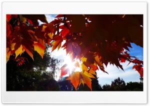 Autumn Leaves Background Ultra HD Wallpaper for 4K UHD Widescreen desktop, tablet & smartphone