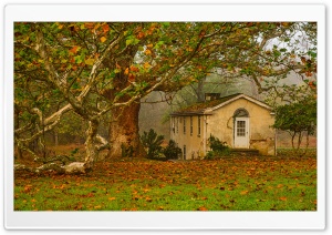 Autumn, Leaves, Big Tree, Old House Ultra HD Wallpaper for 4K UHD Widescreen desktop, tablet & smartphone