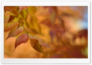 Autumn Leaves, Bokeh Ultra HD Wallpaper for 4K UHD Widescreen desktop, tablet & smartphone