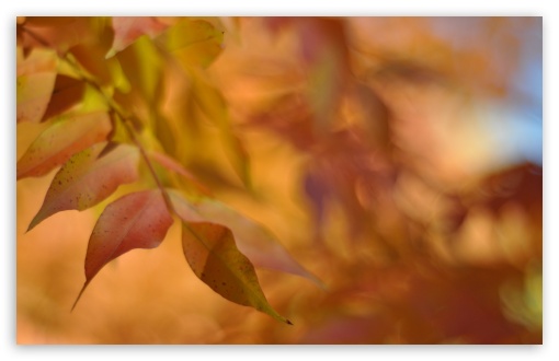 Autumn Leaves, Bokeh UltraHD Wallpaper for 8K UHD TV 16:9 Ultra High Definition 2160p 1440p 1080p 900p 720p ; Widescreen 16:10 5:3 WHXGA WQXGA WUXGA WXGA WGA ; Fullscreen 4:3 5:4 3:2 UXGA XGA SVGA QSXGA SXGA DVGA HVGA HQVGA ( Apple PowerBook G4 iPhone 4 3G 3GS iPod Touch ) ; Tablet 1:1 ; Dual 4:3 5:4 UXGA XGA SVGA QSXGA SXGA ;