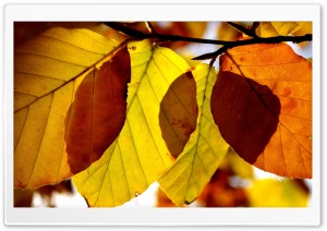 Autumn Leaves Close Up Ultra HD Wallpaper for 4K UHD Widescreen desktop, tablet & smartphone