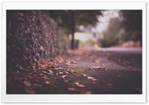 Autumn Leaves On Pavement Ultra HD Wallpaper for 4K UHD Widescreen desktop, tablet & smartphone