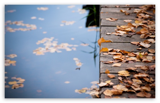 Autumn Leaves On Wooden Bridge UltraHD Wallpaper for Wide 16:10 5:3 Widescreen WHXGA WQXGA WUXGA WXGA WGA ; 8K UHD TV 16:9 Ultra High Definition 2160p 1440p 1080p 900p 720p ; UHD 16:9 2160p 1440p 1080p 900p 720p ; Standard 4:3 5:4 3:2 Fullscreen UXGA XGA SVGA QSXGA SXGA DVGA HVGA HQVGA ( Apple PowerBook G4 iPhone 4 3G 3GS iPod Touch ) ; Tablet 1:1 ; iPad 1/2/Mini ; Mobile 4:3 5:3 3:2 16:9 5:4 - UXGA XGA SVGA WGA DVGA HVGA HQVGA ( Apple PowerBook G4 iPhone 4 3G 3GS iPod Touch ) 2160p 1440p 1080p 900p 720p QSXGA SXGA ; Dual 16:10 5:3 16:9 4:3 5:4 WHXGA WQXGA WUXGA WXGA WGA 2160p 1440p 1080p 900p 720p UXGA XGA SVGA QSXGA SXGA ;