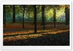Autumn Light Ultra HD Wallpaper for 4K UHD Widescreen desktop, tablet & smartphone