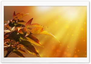 Autumn Magic Ultra HD Wallpaper for 4K UHD Widescreen desktop, tablet & smartphone