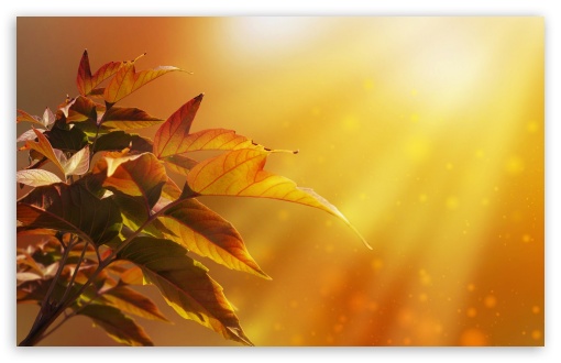 Autumn Magic UltraHD Wallpaper for HD 16:9 ; Widescreen 16:10 5:3 ; Fullscreen 4:3 5:4 3:2 ; Tablet 1:1 ; Mobile 3:5 3:4 ;