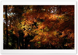 Autumn Maple Forest Ultra HD Wallpaper for 4K UHD Widescreen desktop, tablet & smartphone