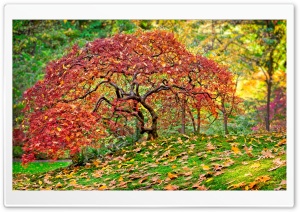Autumn Maple Japanese Garden 4K UHD Wallpaper for Widescreen and UltraWide Desktop, UltraHD TV, Smartphone, Tablet