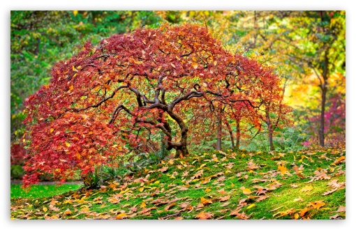 Autumn Maple Japanese Garden UltraHD Wallpaper for UHD 16:9 ; HD 16:9 ; UltraWide 21:9 24:10 ; Widescreen 16:10 ; Fullscreen 3:2 ;