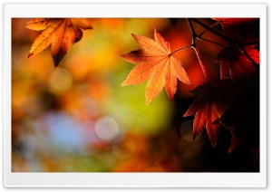 Autumn Maple Leaves Ultra HD Wallpaper for 4K UHD Widescreen desktop, tablet & smartphone