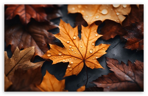 Autumn, Maple Leaves, Rusty Foliage, Raindrops UltraHD Wallpaper for UHD 16:9 ; HD 16:9 ; UltraWide 21:9 24:10 ; Widescreen 16:10 5:3 ; Fullscreen 4:3 5:4 3:2 ; Tablet 1:1 ; Mobile 2:3 3:4 ; Dual 5:4 ;