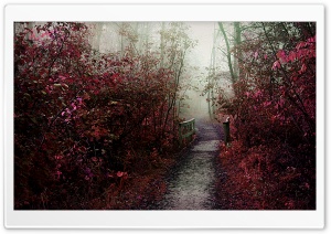 Autumn Mist Path Ultra HD Wallpaper for 4K UHD Widescreen desktop, tablet & smartphone