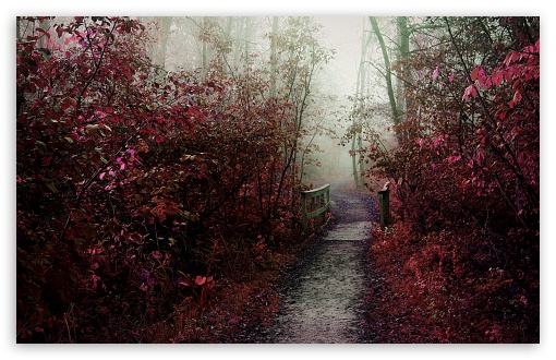 Autumn Mist Path Ultra HD Desktop Background Wallpaper for : Multi ...
