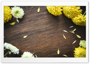 Autumn Mums Flowers Frame, Wood Ultra HD Wallpaper for 4K UHD Widescreen desktop, tablet & smartphone