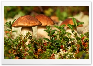 Autumn Mushrooms Ultra HD Wallpaper for 4K UHD Widescreen desktop, tablet & smartphone