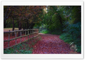 Autumn Path Ultra HD Wallpaper for 4K UHD Widescreen Desktop, Lockscreen, Screensaver, TV, Tablet, Smartphone