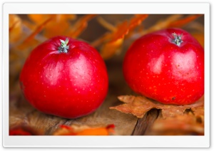 Autumn Red Apples Fruits Ultra HD Wallpaper for 4K UHD Widescreen Desktop, Lockscreen, Screensaver, TV, Tablet, Smartphone