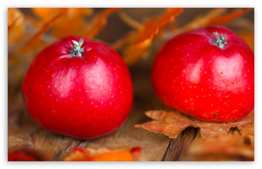 Autumn Red Apples Fruits UltraHD Wallpaper for UHD 16:9 2160p 1440p 1080p 900p 720p ; 8K UHD TV 16:9 Ultra High Definition 2160p 1440p 1080p 900p 720p ; UltraWide 21:9 24:10 ; Widescreen 16:10 5:3 WHXGA WQXGA WUXGA WXGA WGA ; Fullscreen 4:3 5:4 3:2 UXGA XGA SVGA QSXGA SXGA DVGA HVGA HQVGA ( Apple PowerBook G4 iPhone 4 3G 3GS iPod Touch ) ; Tablet 1:1 ;