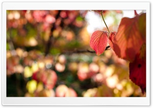 Autumn Red Leaves Ultra HD Wallpaper for 4K UHD Widescreen desktop, tablet & smartphone