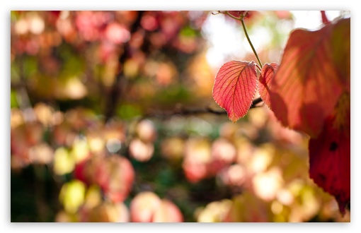 Autumn Red Leaves UltraHD Wallpaper for UHD 16:9 ; HD 16:9 ; Widescreen 16:10 5:3 ; Fullscreen 4:3 5:4 3:2 ; Tablet 1:1 ; Mobile 3:5 3:4 ;