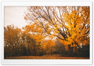 Autumn Scenery Ultra HD Wallpaper for 4K UHD Widescreen desktop, tablet & smartphone