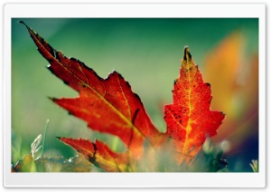 Autumn Scenes 15 Ultra HD Wallpaper for 4K UHD Widescreen desktop, tablet & smartphone