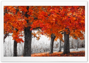 Autumn Series Ultra HD Wallpaper for 4K UHD Widescreen desktop, tablet & smartphone