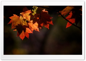 Autumn Shades Ultra HD Wallpaper for 4K UHD Widescreen desktop, tablet & smartphone