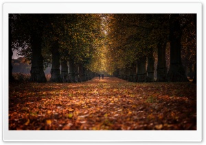 Autumn Stroll, Row of Trees Ultra HD Wallpaper for 4K UHD Widescreen desktop, tablet & smartphone